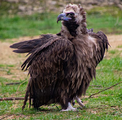 European vulture