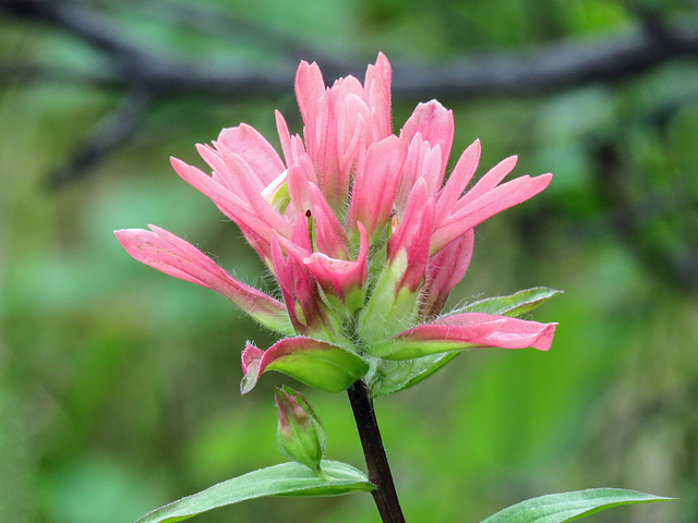 Indian Paintbrush / Castilleja miniata