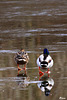 Mallard on ice