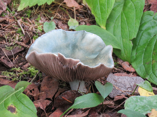 Green Russula / Russula aeruginea