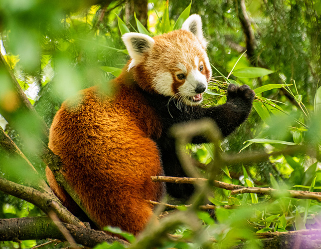 Red panda