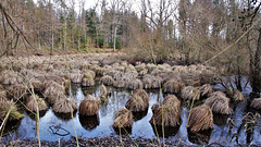 Kleinandelfingen ZH / Pfaffensee