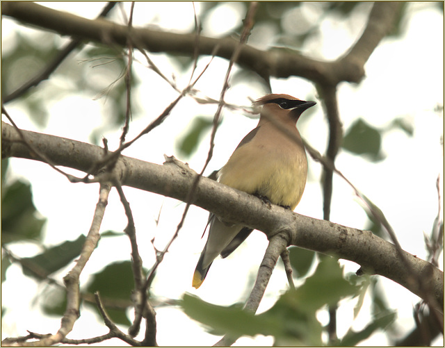 Cedar waxwing