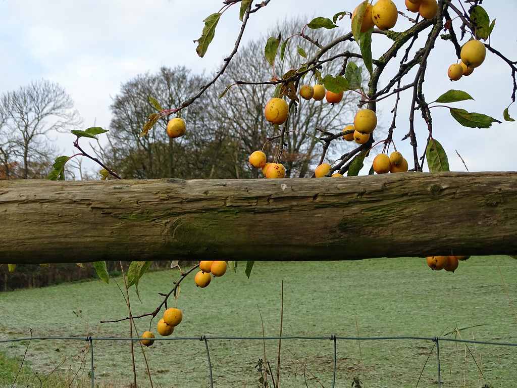 Forbidden Fruit.  hFF to you all from Ruyton XI Towns