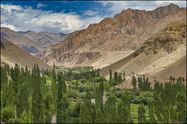 Végétalisation du Ladakh