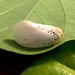 94 Large Flat Leaf-Hopper (Poekilloptera phalaenoides)