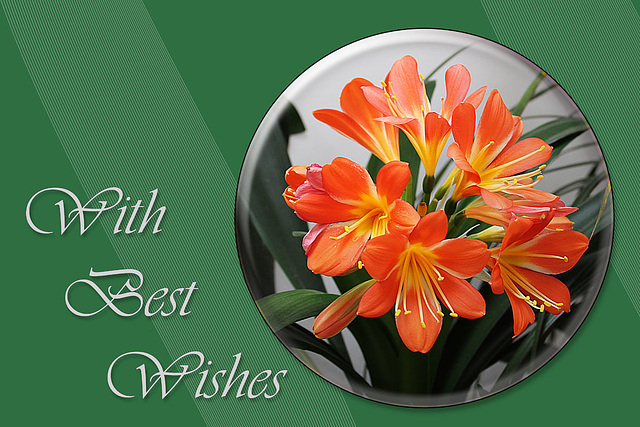 Clivia - With best wishes - 15.5.2015