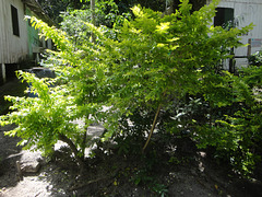 DSC01459 - pingo-de-ouro Duranta erecta (ex-repens), Verbenaceae