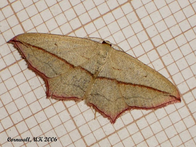 1682 Timandra comae (Blood Vein)