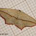 1682 Timandra comae (Blood Vein)