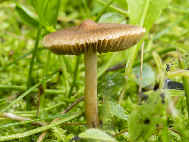 Mushroom