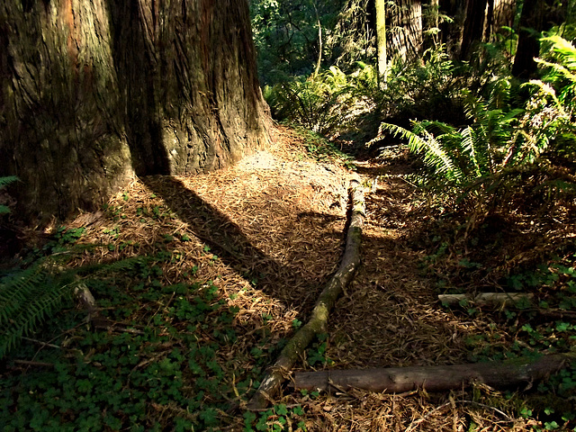 Path in the Jedediah Smith Redwoods