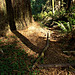 Path in the Jedediah Smith Redwoods