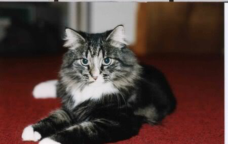 regal moose