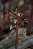 Corallorhiza maculata var. ozettensis (Ozette Coralroot orchid)