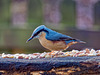 Nuthatch.j28pg