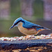 Nuthatch.j28pg