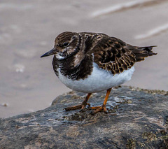 Turnstone