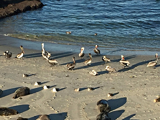 Beach Dwellers