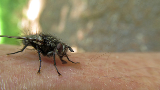 Graue Fleischfliege (Sarcophaga carnaria)