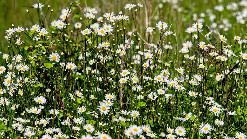 Dozens and Dozens of Daisies