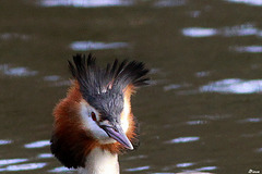 Grèbe huppée portrait