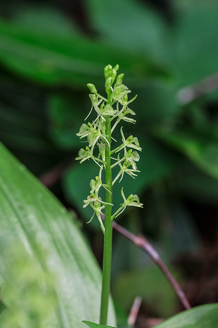 Liparis loeselii (Loesel's Twayblade orchid)