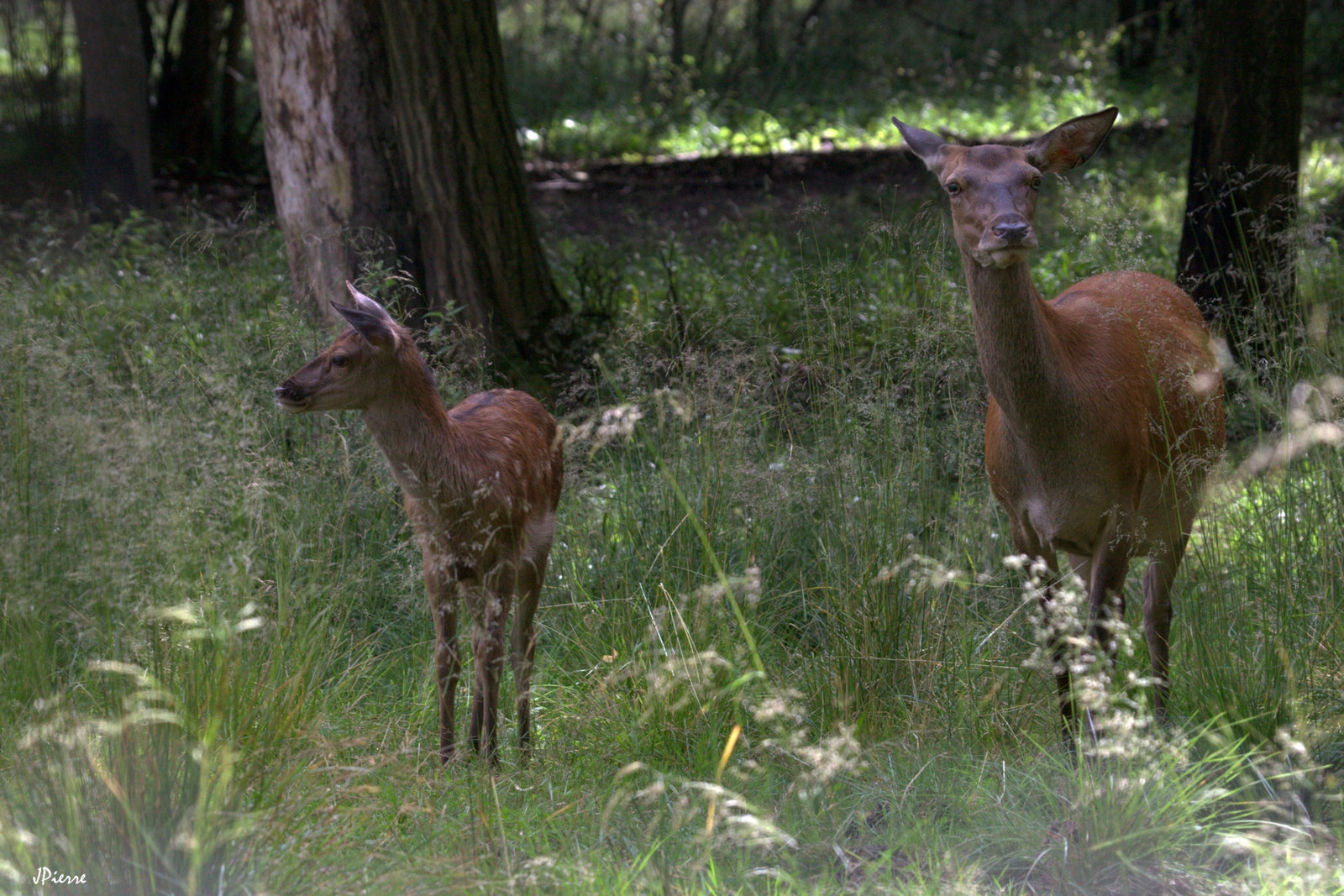 Biche et son faon