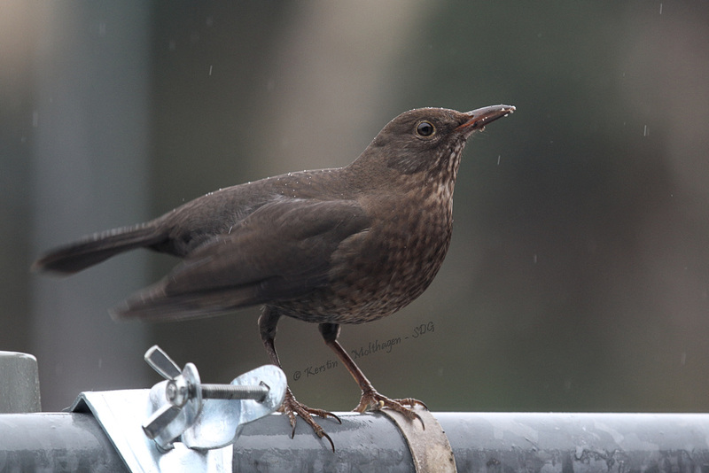 Frau Amsel