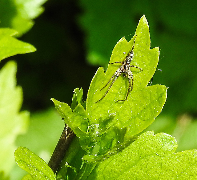 20230520 0174CPw [D~LIP] Straucheibisch (Hibiscus syriacus), Vierfleck-Zartspinne (Anyphaenidae accentuata), Bad Salzuflen