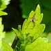 20230520 0174CPw [D~LIP] Straucheibisch (Hibiscus syriacus), Vierfleck-Zartspinne (Anyphaenidae accentuata), Bad Salzuflen