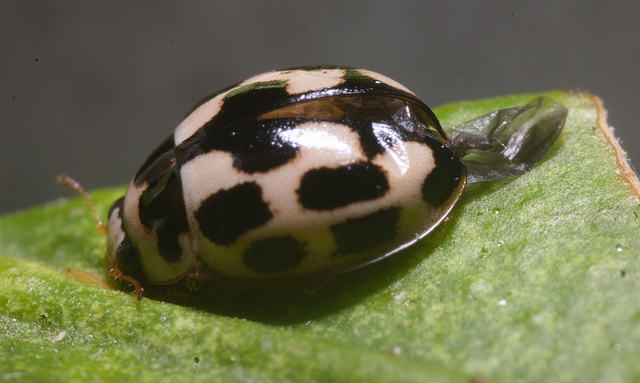 IMG 1801 ladybird