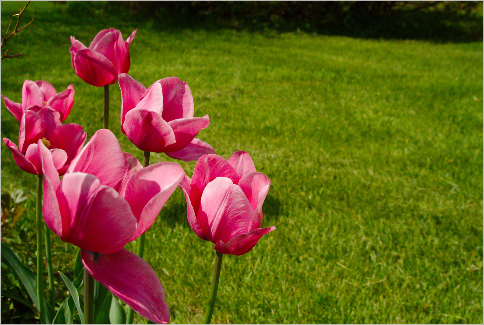 Tulips