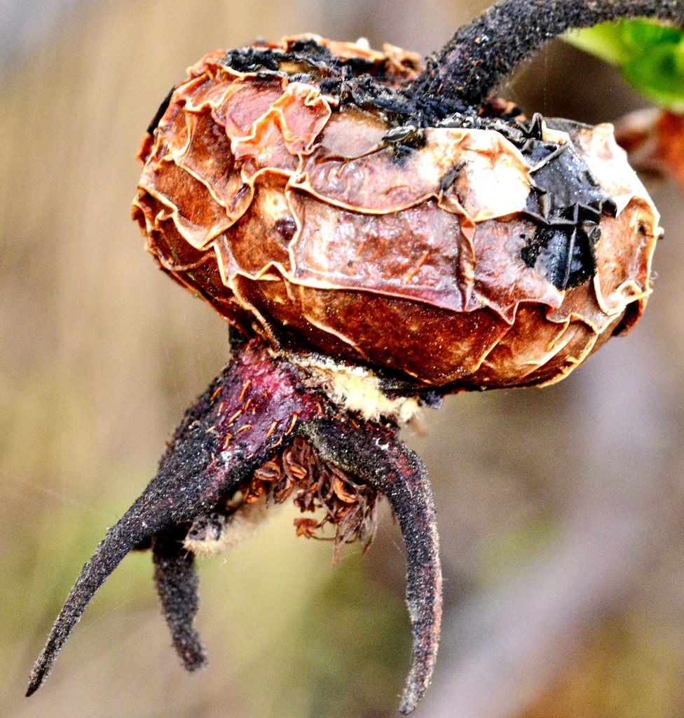 Wrinkled Rosehip 2