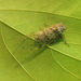 95 A Larger Cicada