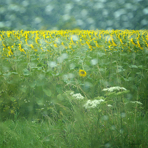 Raining again!