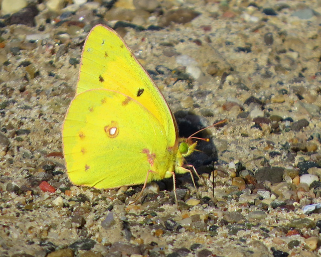 Sulphur (don't know which one)