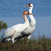 Day 3, rare, ENDANGERED Dad & colt Whooping Crane