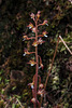 Corallorhiza maculata var. ozettensis (Ozette Coralroot orchid)