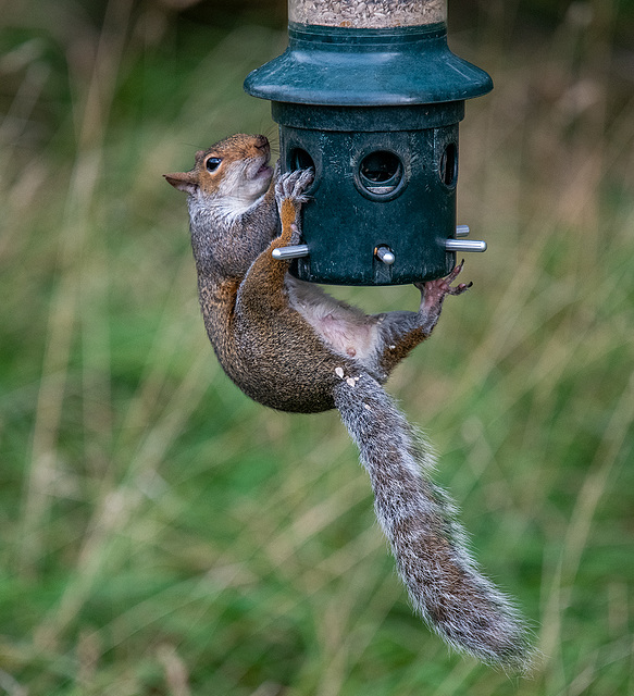 A grey squirrel on the bird feeder.