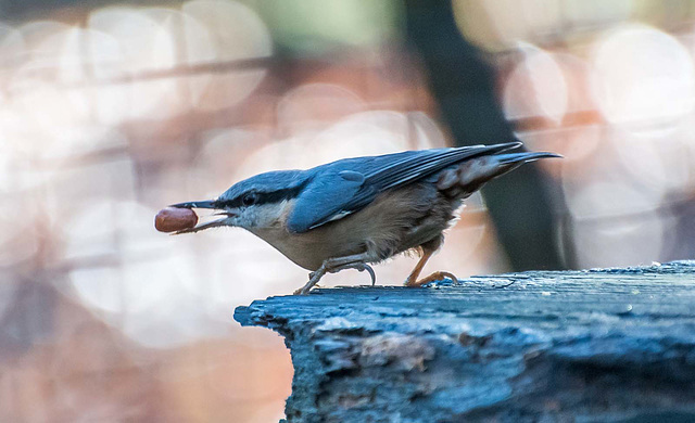 Nuthatch