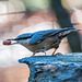 Nuthatch