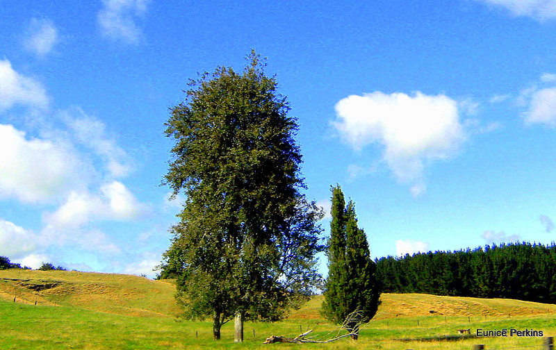 Three trees