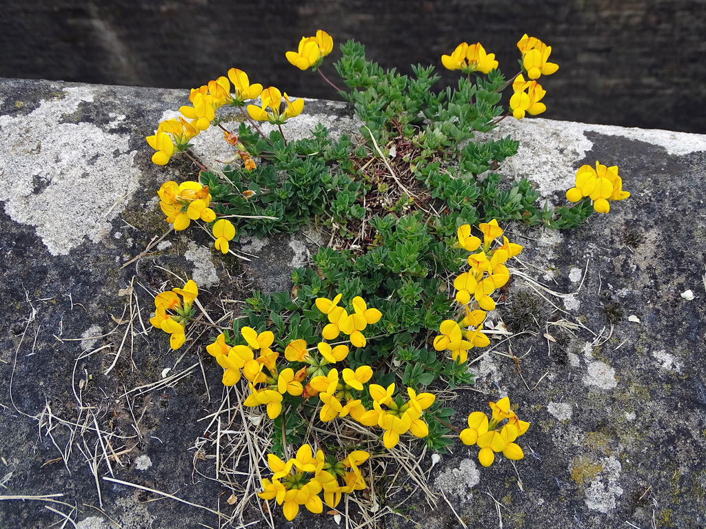 Birdsfoot trefoil.  Lotus corniculatus