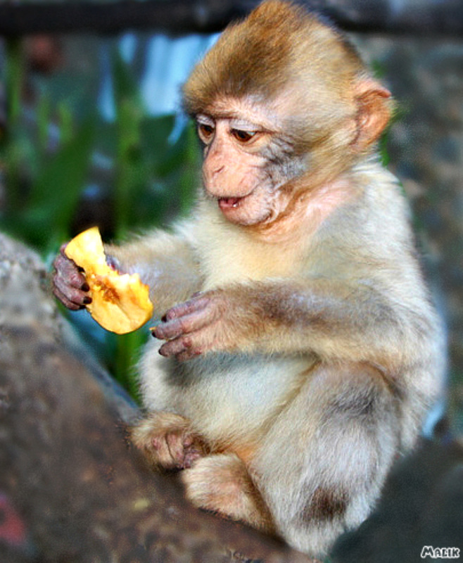 singe pomme1