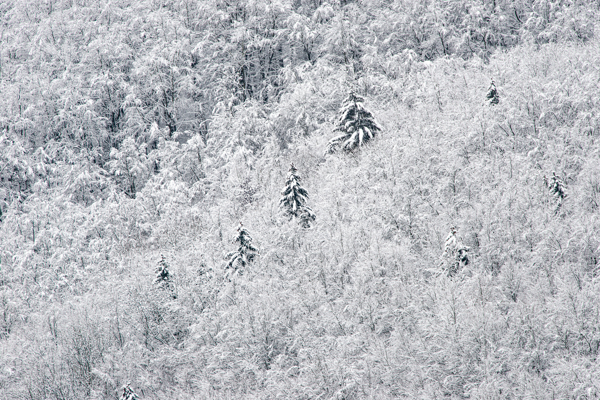 Rhön - 20210101