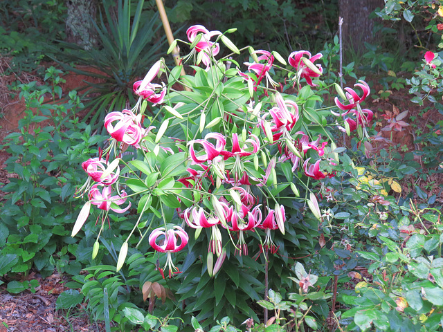 Stargazer lilies