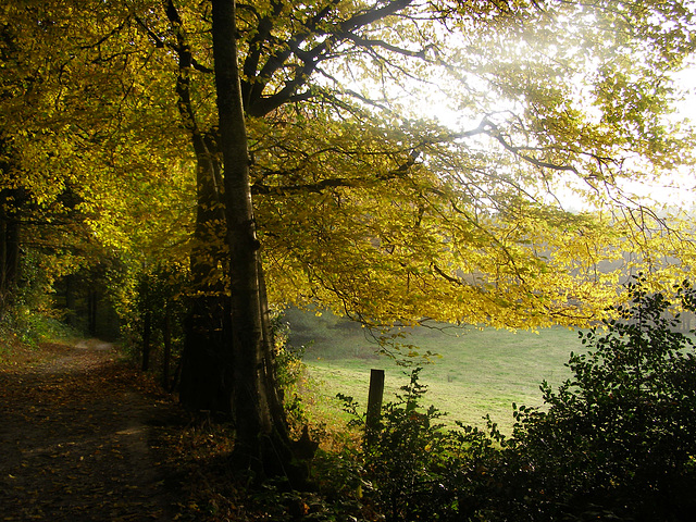 lovely  forest walk