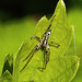 20230520 0177CPw [D~LIP] Straucheibisch (Hibiscus syriacus), Vierfleck-Zartspinne (Anyphaenidae accentuata), Bad Salzuflen