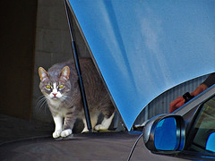 le chat mécano